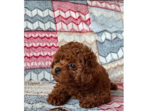 Toy poodle köpeğimiz