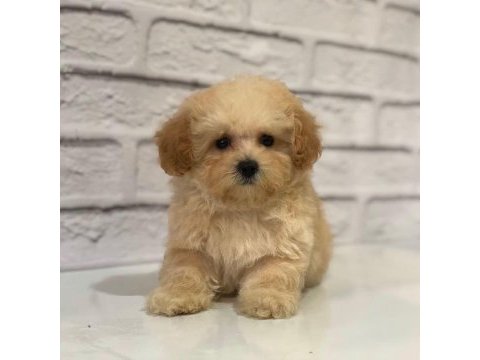 Dünya tatlısı f2 maltipoo yavruları
