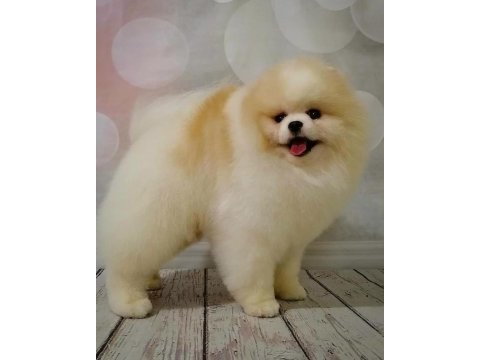 2 erkek ve 1 dişi yavru pomeranian