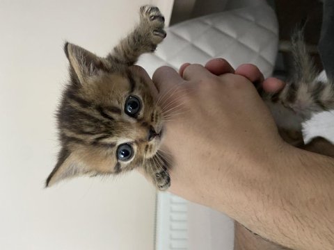 1 aylık british shorthair bebişler