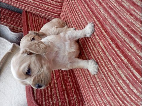 Cavalier king charles bebişler