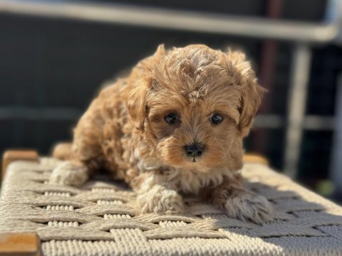 Show kalite kore maltipoo yavrularımız