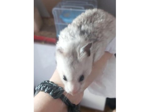 Hamster pilav hanım için sevgi dolu yeni bir yuva arayışı !