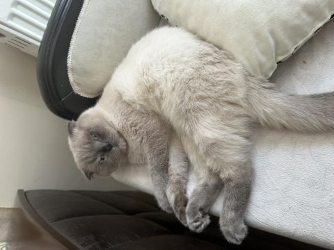 Ücretsiz scottish fold blue point