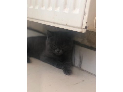 Oyuncu british shorthair dişi tuvalet eğitimi var 2 aylık
