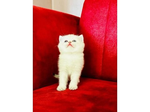 British shorthair scottish