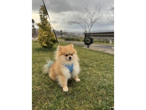 Oğlumuza eş arıyoruz bandırma ve çevresi