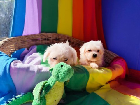 Muhteşem maltese terrier yavrularımız