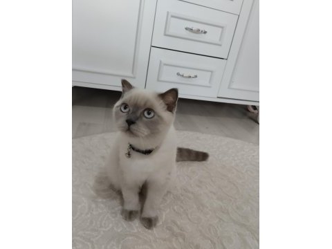 Kedimiz lucy yeni yuva arıyoruz