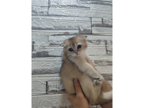 Bayram şekeri golden scottish fold dişi