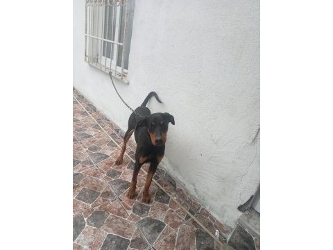 10 aylik dişi doberman