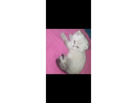 British shorthair güzel yavrum