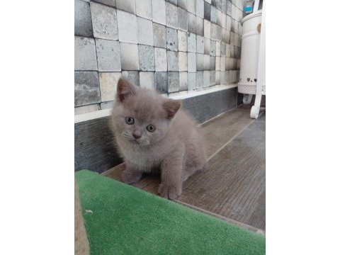 Sevimli scottish fold yavru kedicikler