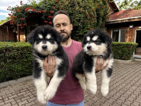 Alaskan malamute yavrularımız