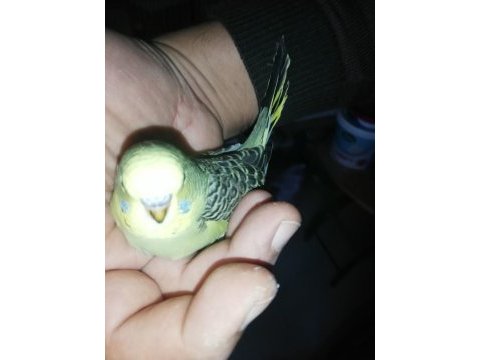 Yavru muhabbet kuşu