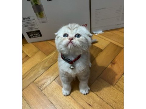 Ev ortamından scottish fold yavrular