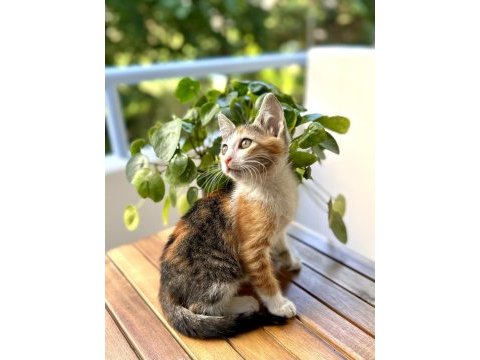 Acil yuva 2.5 aylık yavru dişi kedi