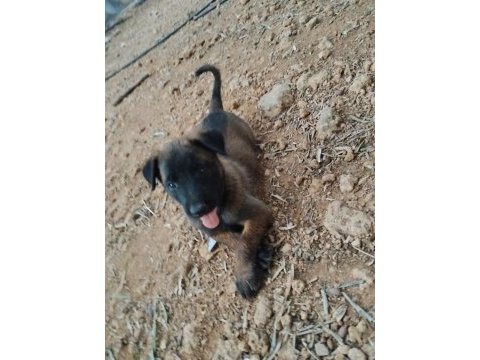 Sağlık ve ırk garantili belçika malinois yavrularımız 