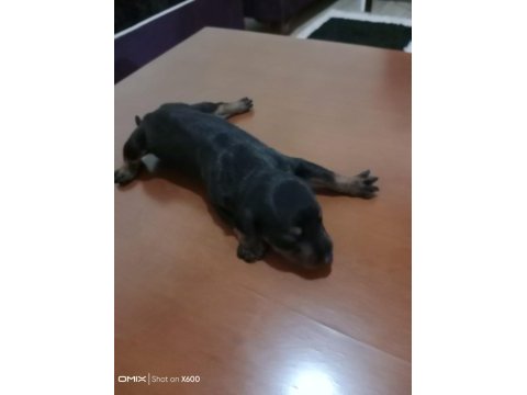 Doberman yavrularımız sahiplendirilecektir