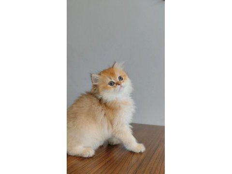British longhair yavrularımız yeni yuvalarını arıyor