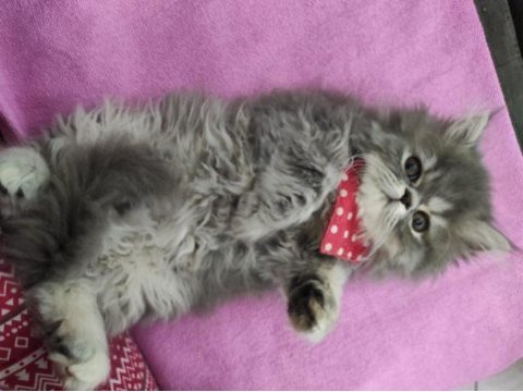 Oyuncu chinchilla miniğimizi sahiplendiriyoruz