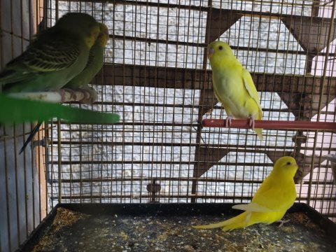 Yavru muhabbet kuşları