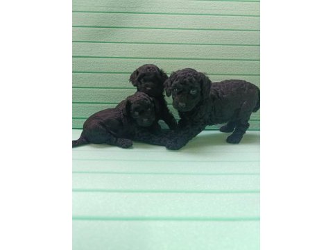 Black toy poodle bebeklerimiz
