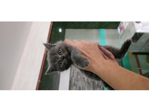 Nazlımın scottish fold bebekleri