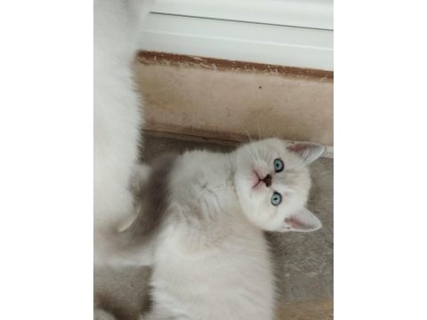 Blue point scottish fold yavrular