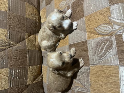 Terrier yavrular