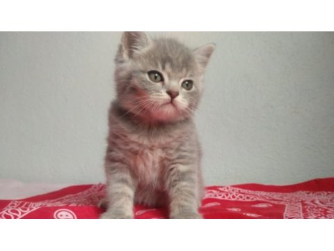 Bakımlı eğitimli sağlıklı british shorthair köftemiz