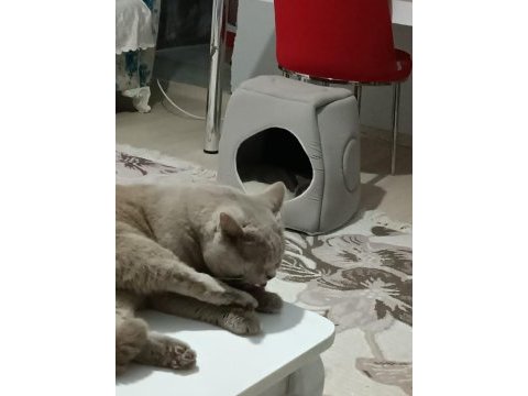 British shorthair 1 yaşında evcil kedi