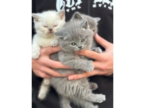 Sevimli british shorthair bebekler