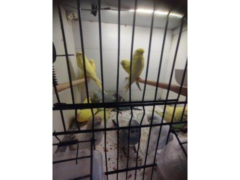 Jumbo ve jumbo kırığı muhabbet kuşu yavrular