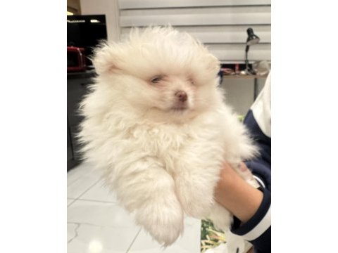 Beyaz pomeranian çocuğu