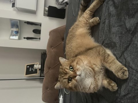 Şecereli golden scottish straight kedim