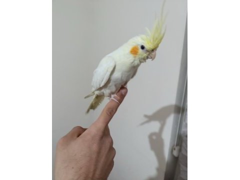 Sultan papağanı yavru 5 aylık