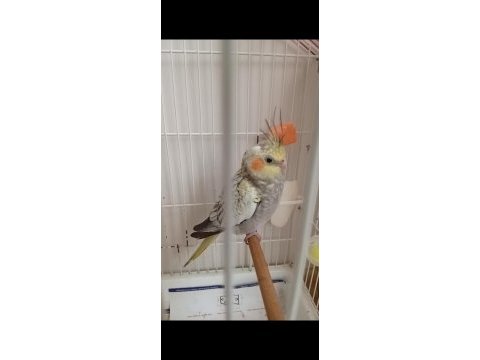 Uygun fiyatlı sultan papağanı yavrularımız