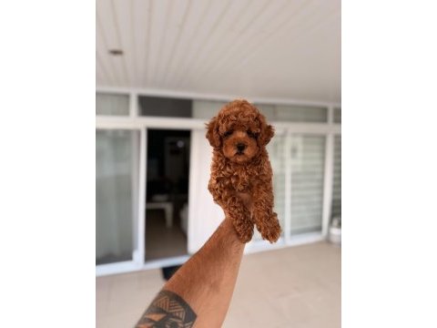 Mersin pomeranian boo orjinal yavrular