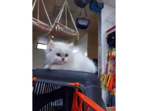British longhair erkek