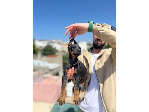 King siyah kızıl doberman yavrular