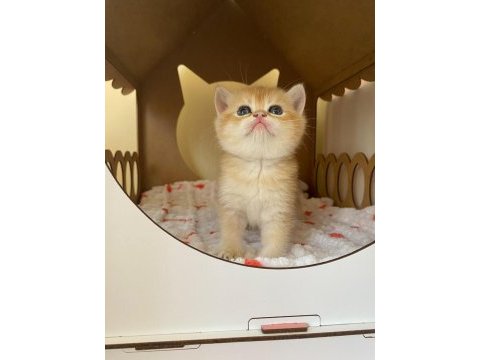 Safkan british shorthair golden ny12 yavrular