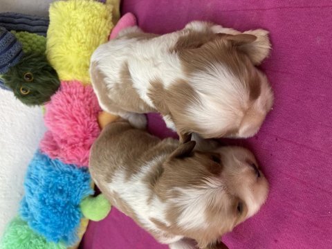 Cavalier king charles