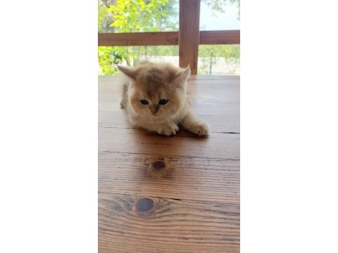 Şecereli british longhair yavrular sahiplendirilecektir