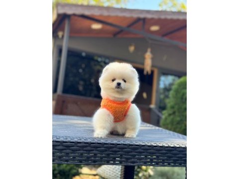 Sağlık ve ırk garantili pomeranian
