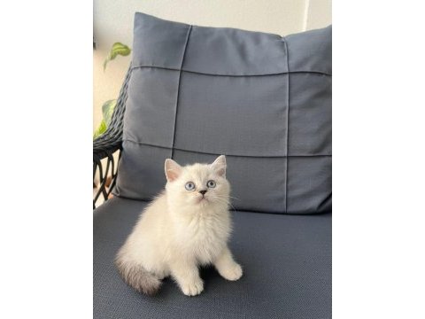 British shorthair yavrular