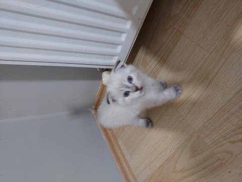 Scottish fold paşam hazır