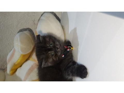 Yavrularımız yeni sahiplerini bekliyor british shorthair
