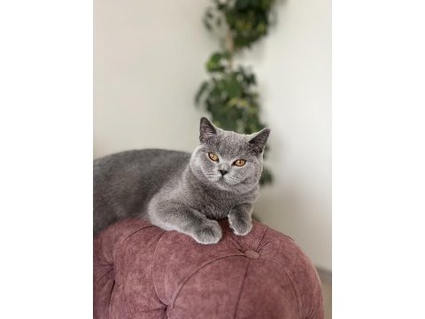 Ayı kafa british shorthair