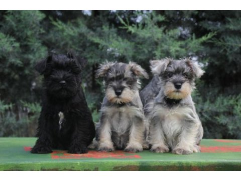 Secereli schnauzer yavrular